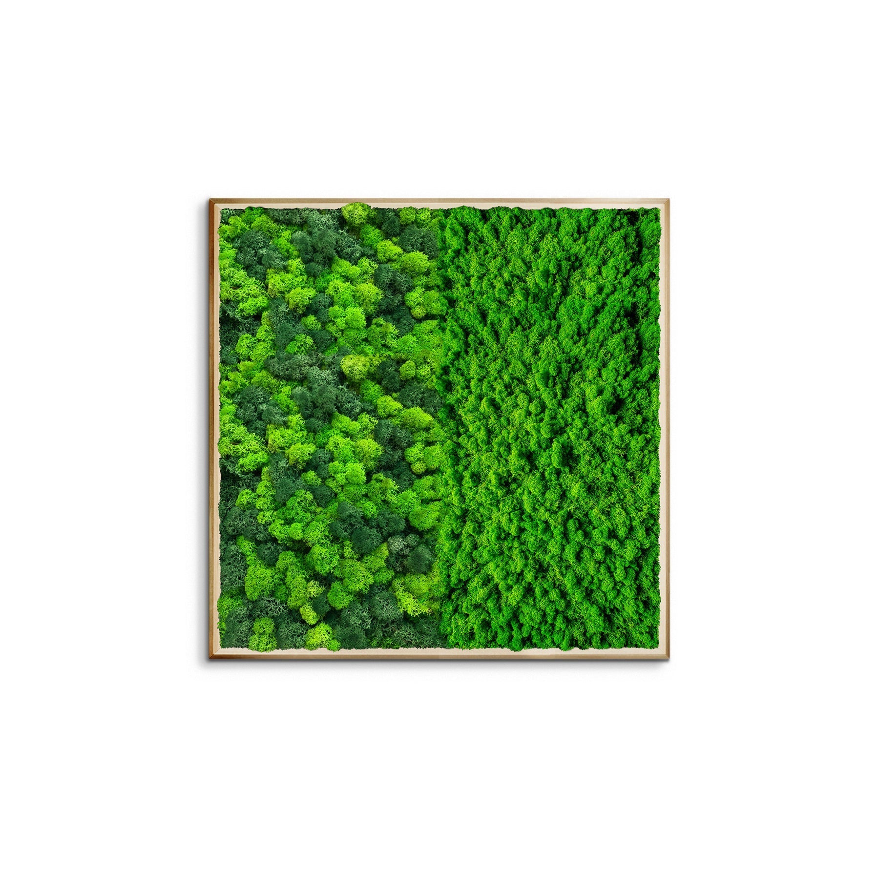 Half Moss Art Square Frame