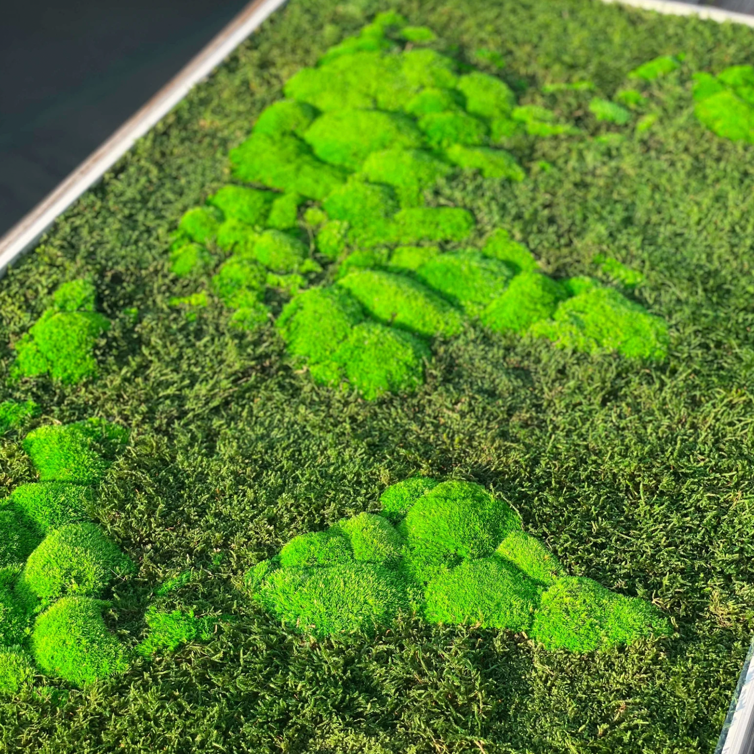 World Moss